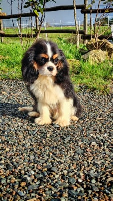 Les chiots de Cavalier King Charles Spaniel