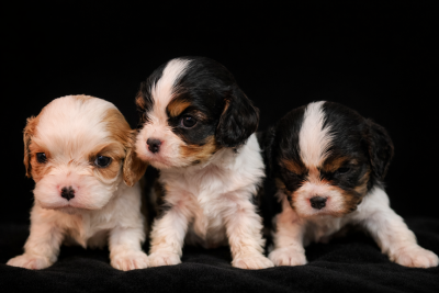 Les chiots de Cavalier King Charles Spaniel
