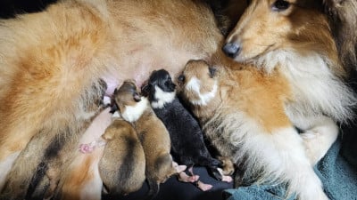 Les chiots de Shetland Sheepdog