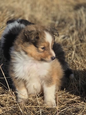 Les chiots de Shetland Sheepdog
