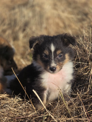 Les chiots de Shetland Sheepdog