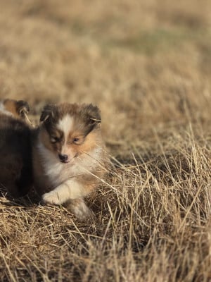 Les chiots de Shetland Sheepdog