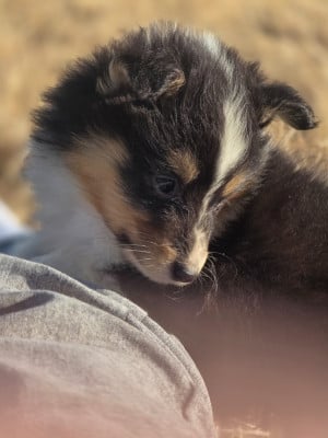 Les chiots de Shetland Sheepdog