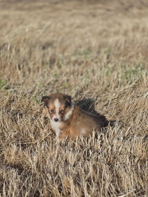 Les chiots de Shetland Sheepdog