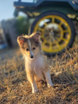 Les chiots de Shetland Sheepdog