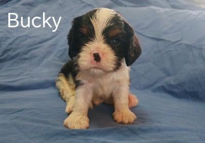 Les chiots de Cavalier King Charles Spaniel