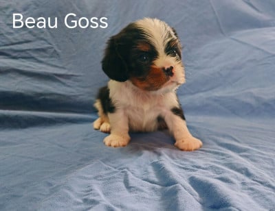 Les chiots de Cavalier King Charles Spaniel