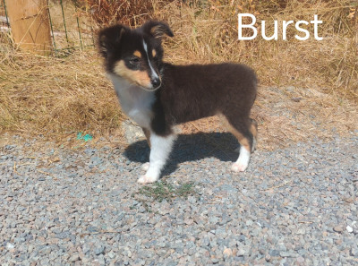 Les chiots de Shetland Sheepdog