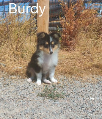 Les chiots de Shetland Sheepdog