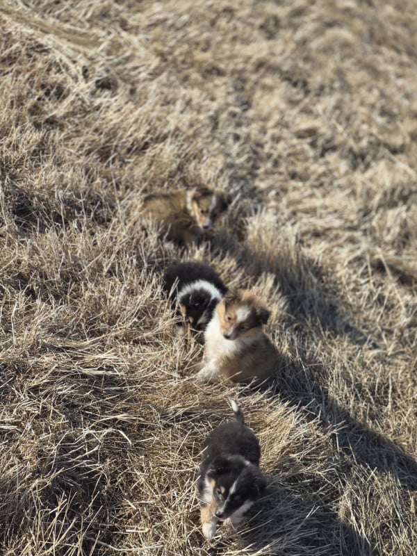Shetland Sheepdog - du Domaine des Airaudes