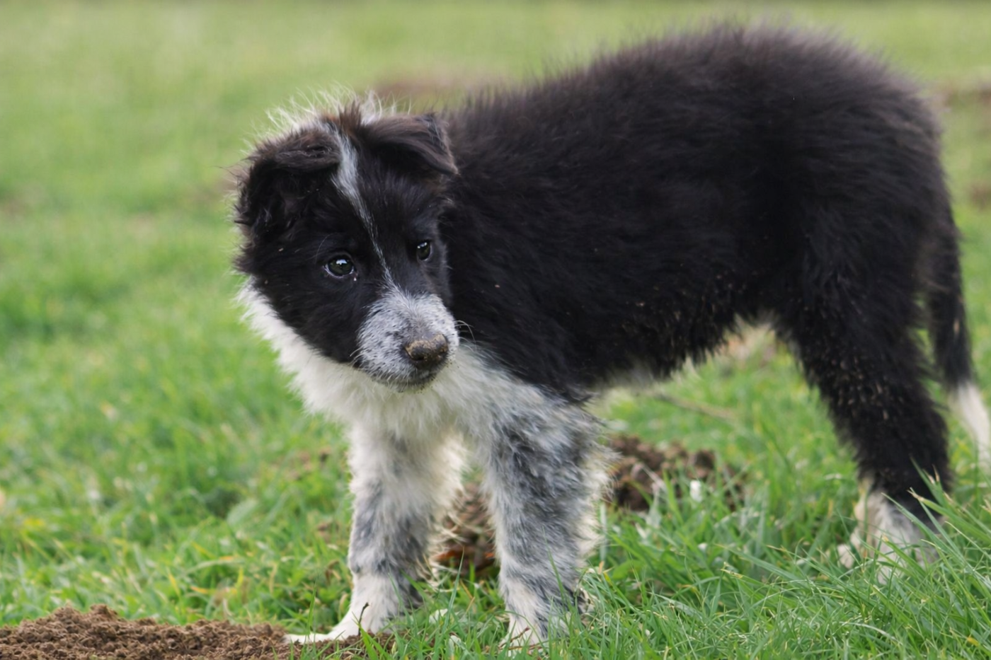 Border Collie - Au Royaume D'Une Nuit Etoilée
