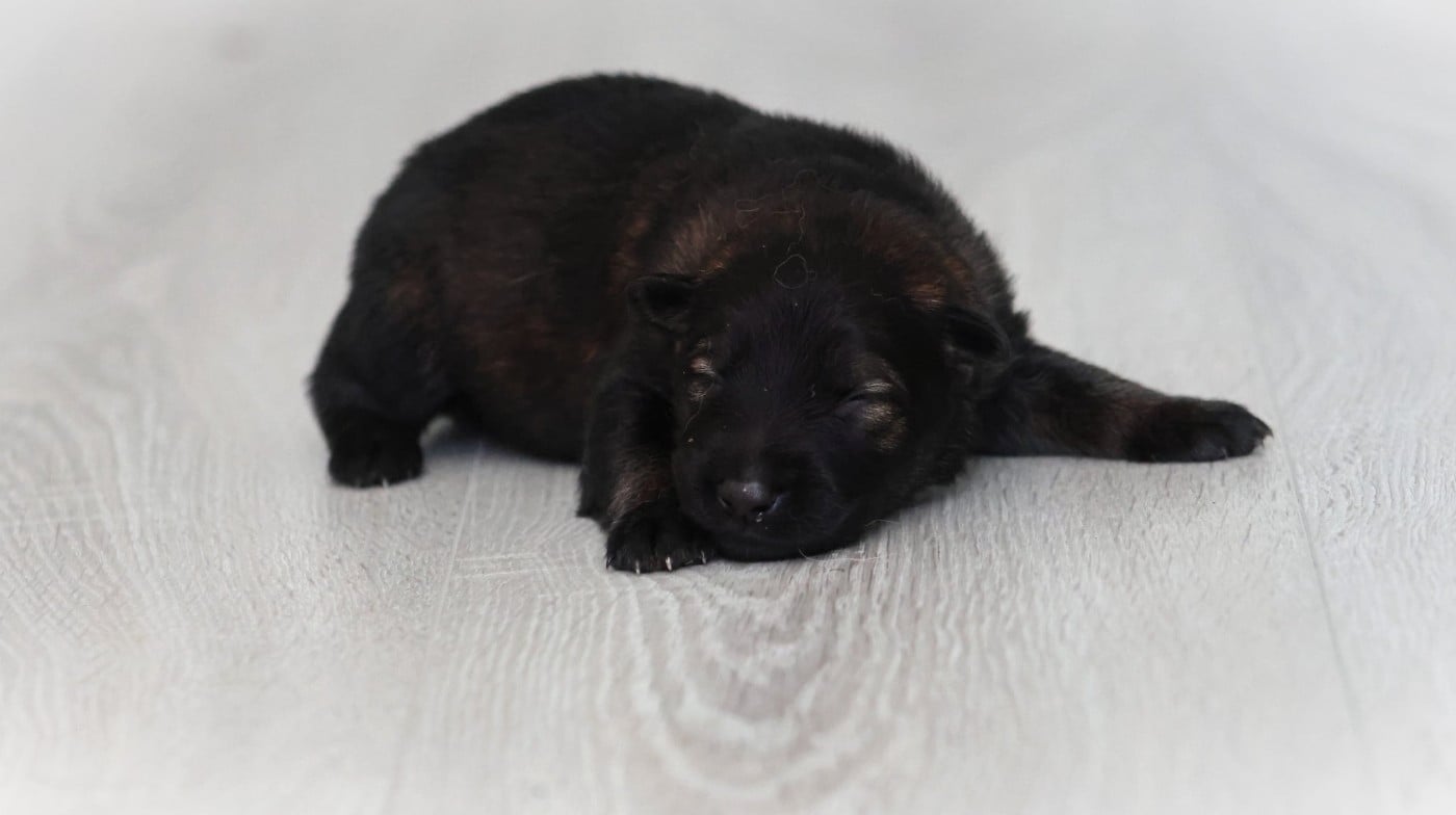 Chiot N°1
