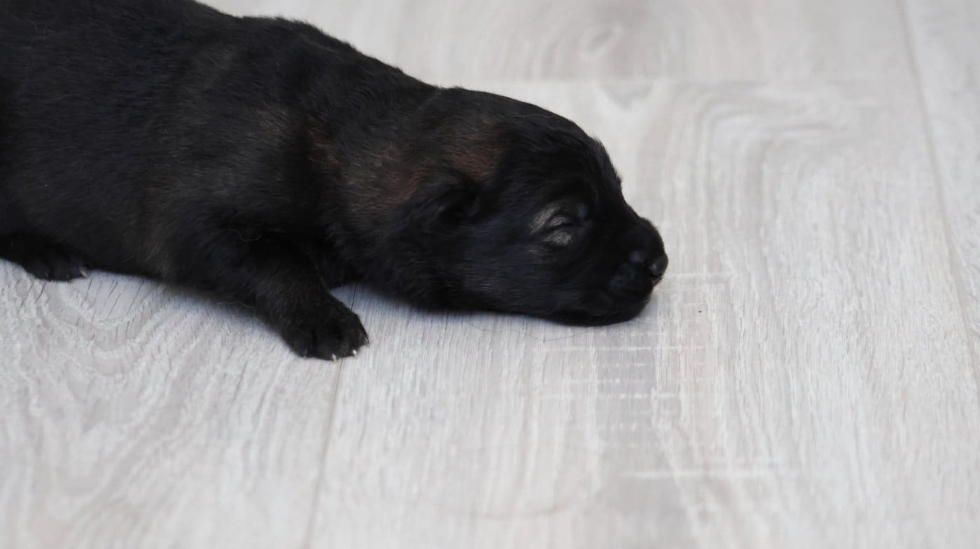 Chiot N°5