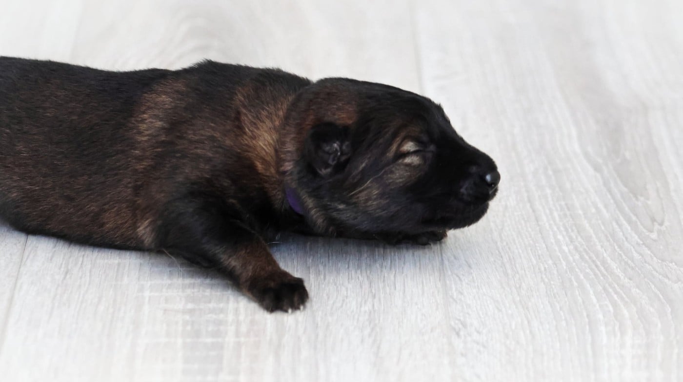 Chiot N°7