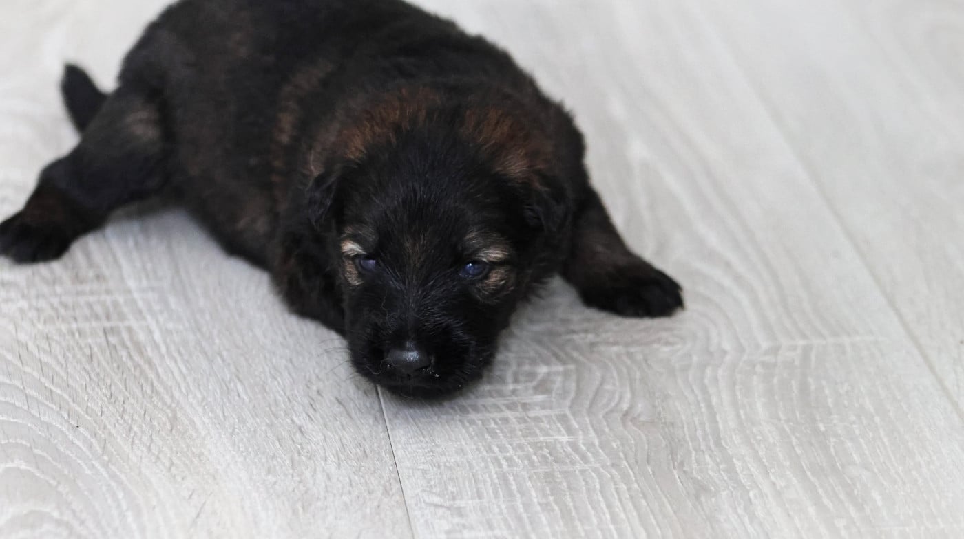 Chiot N°1