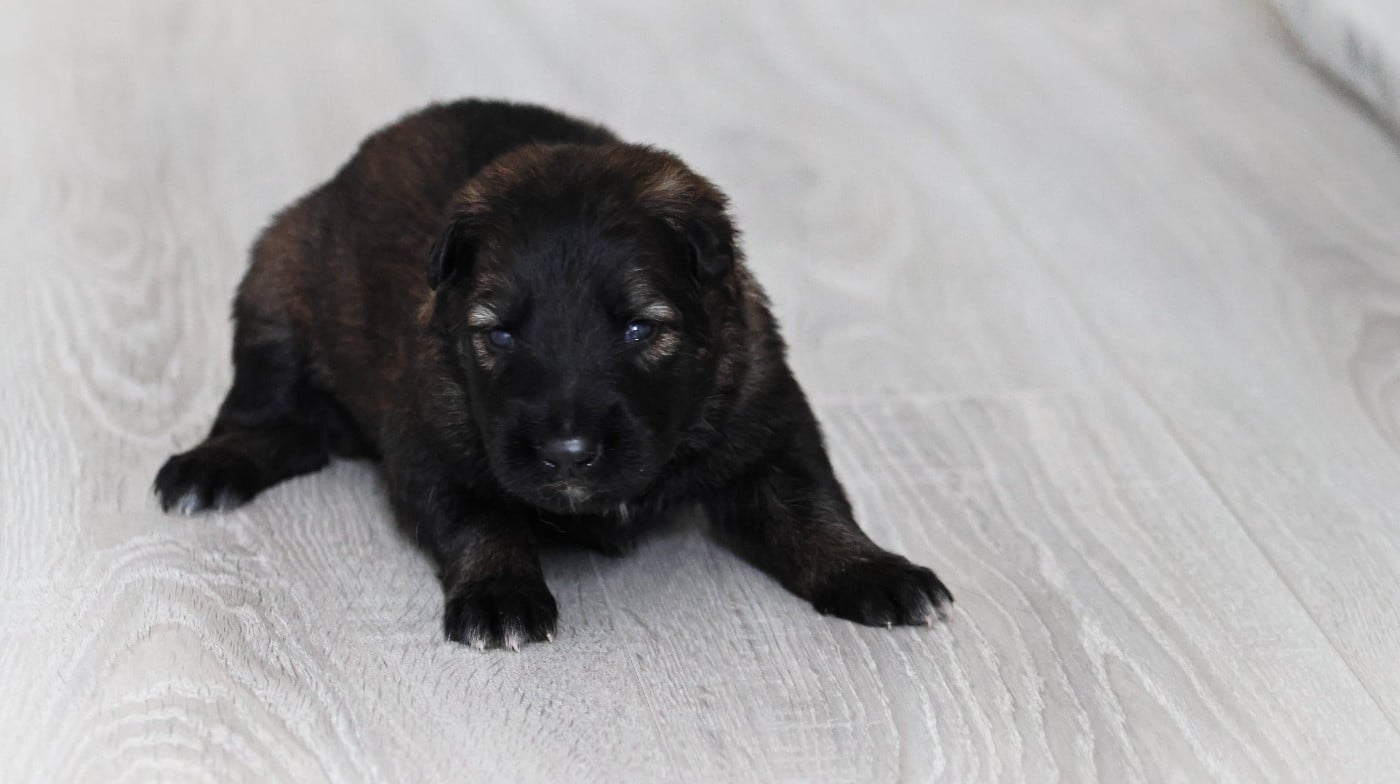 Chiot N°2