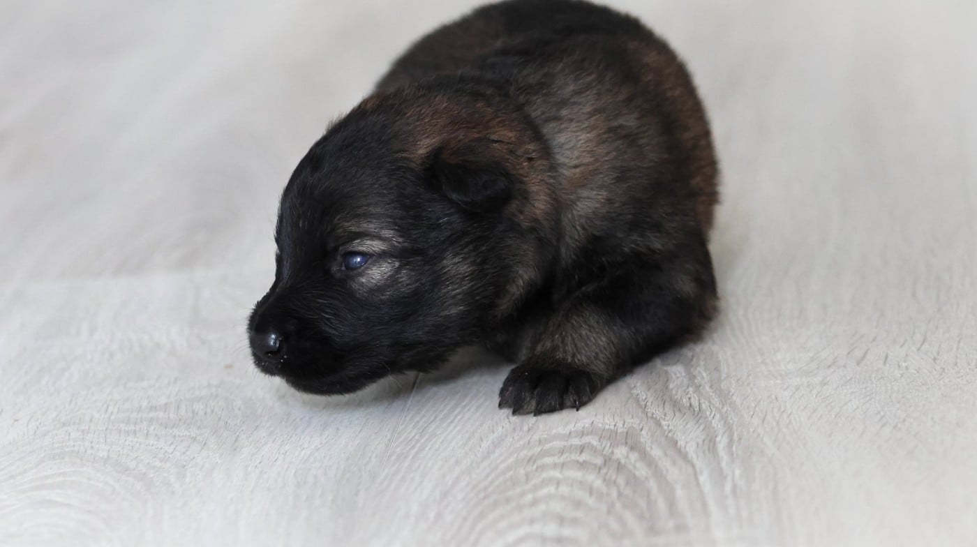 Chiot N°3