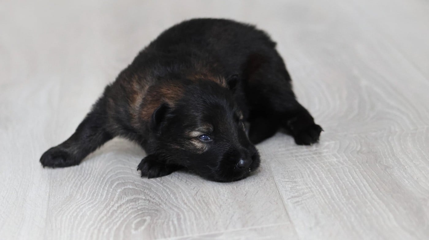 Chiot N°4