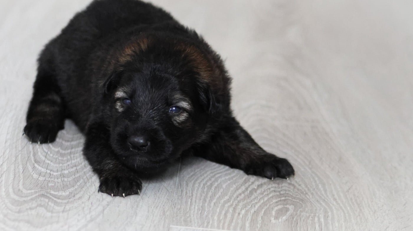 Chiot N°5