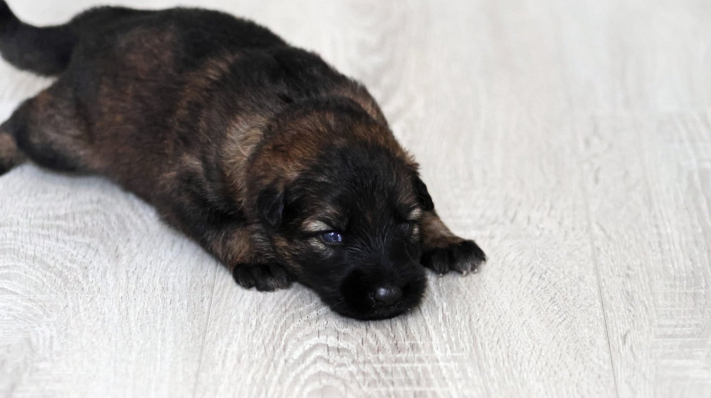 Chiot N°6