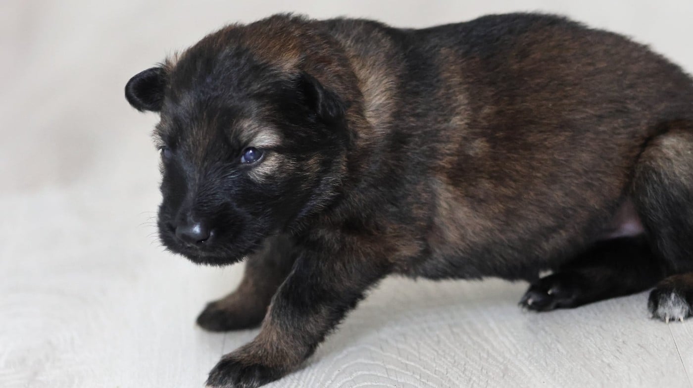 Chiot N°7