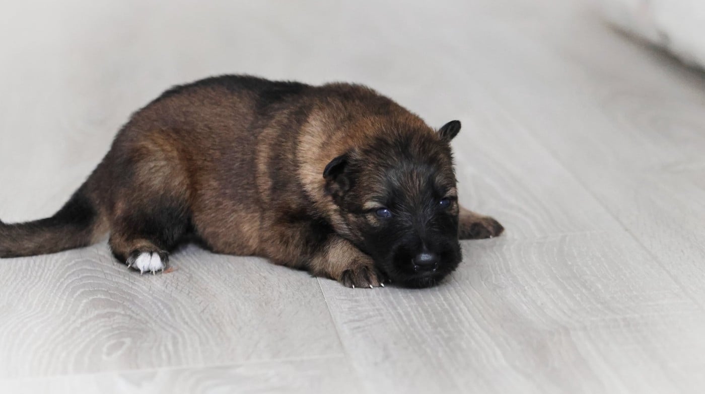 Chiot N°8