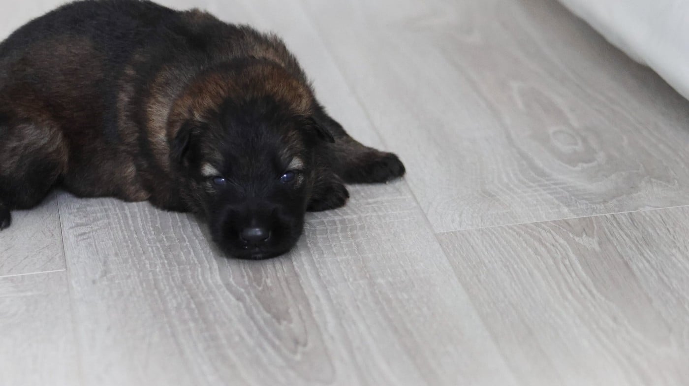 Chiot N°9