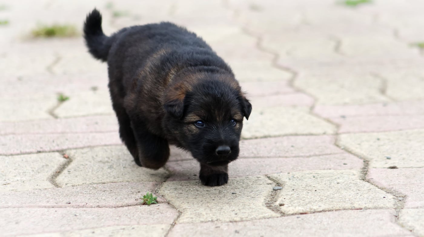 Chiot N°1