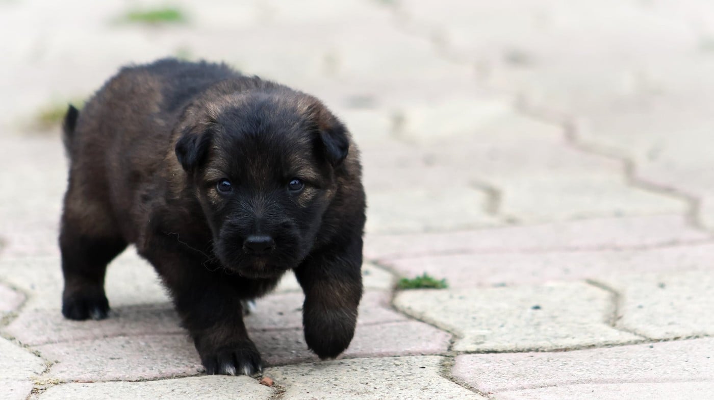 Chiot N°2