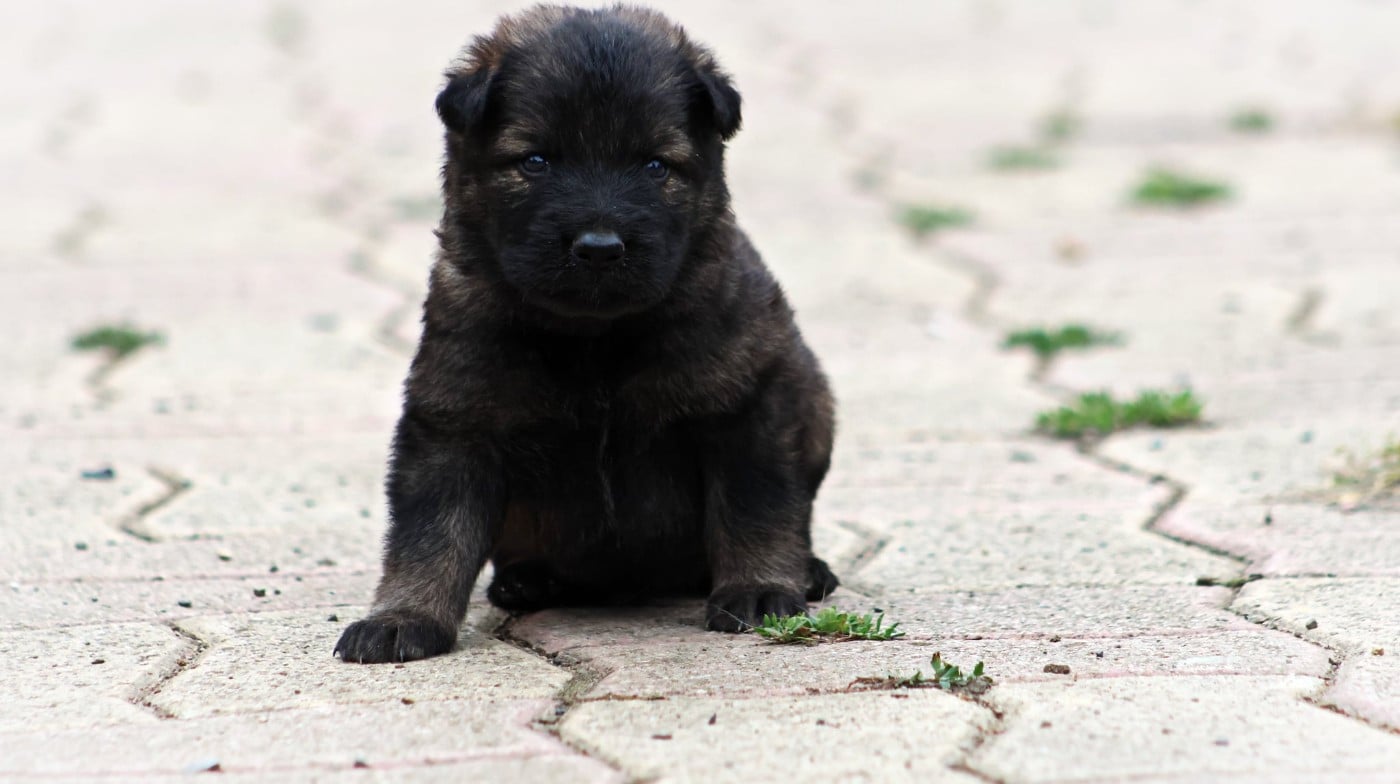 Chiot N°3