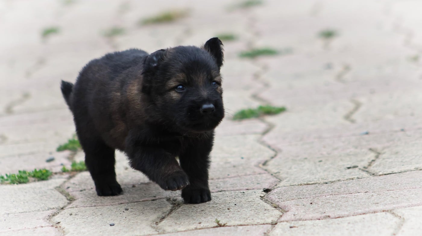 Chiot N°4