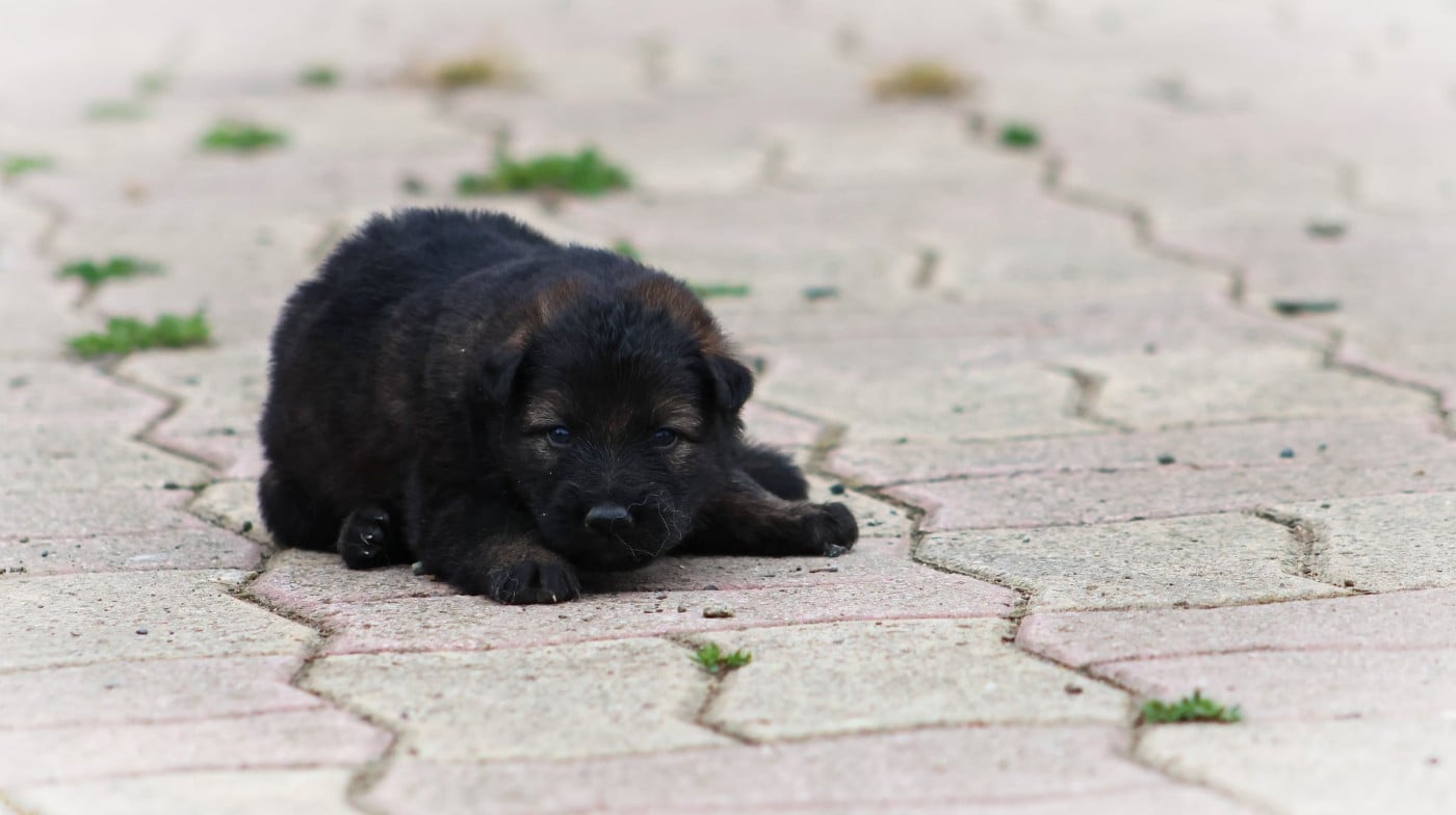 Chiot N°5