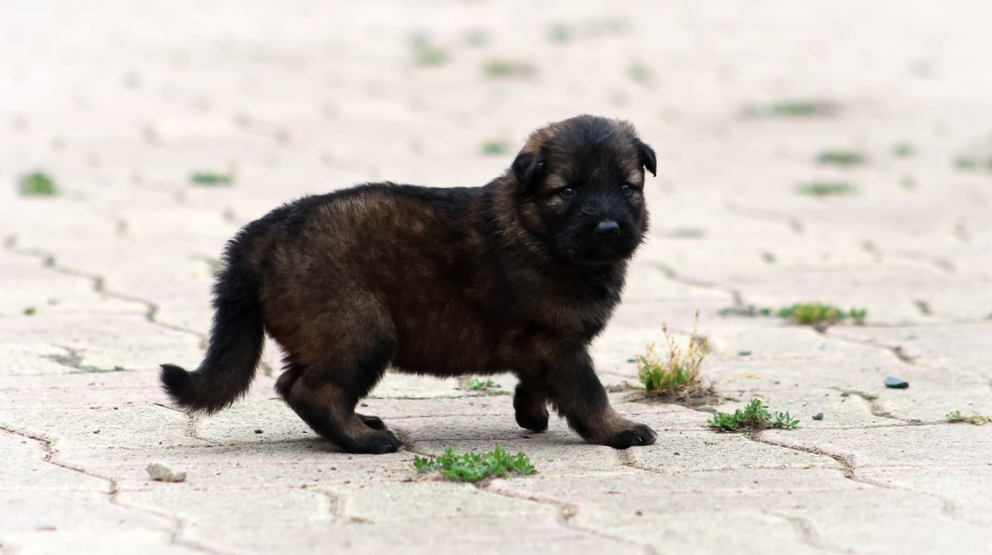 Chiot N°6