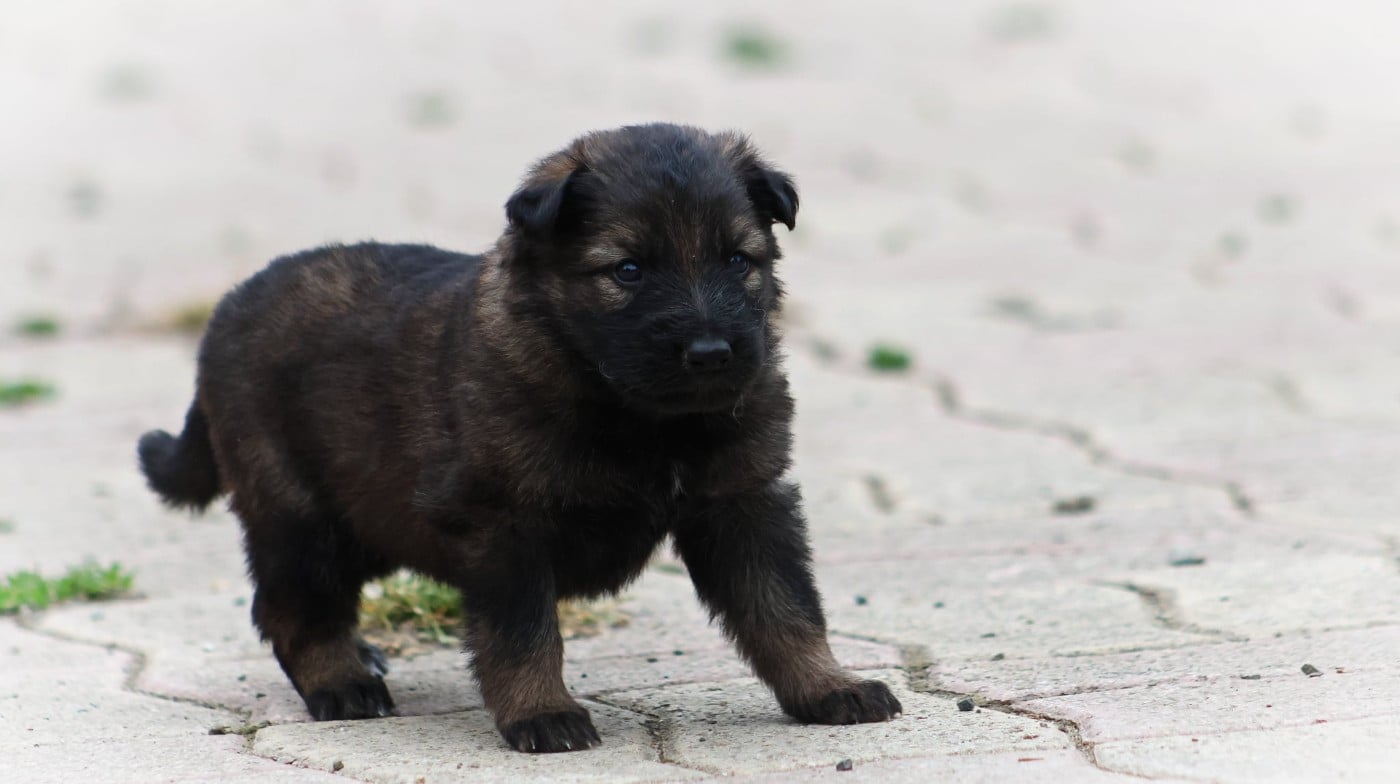Chiot N°7