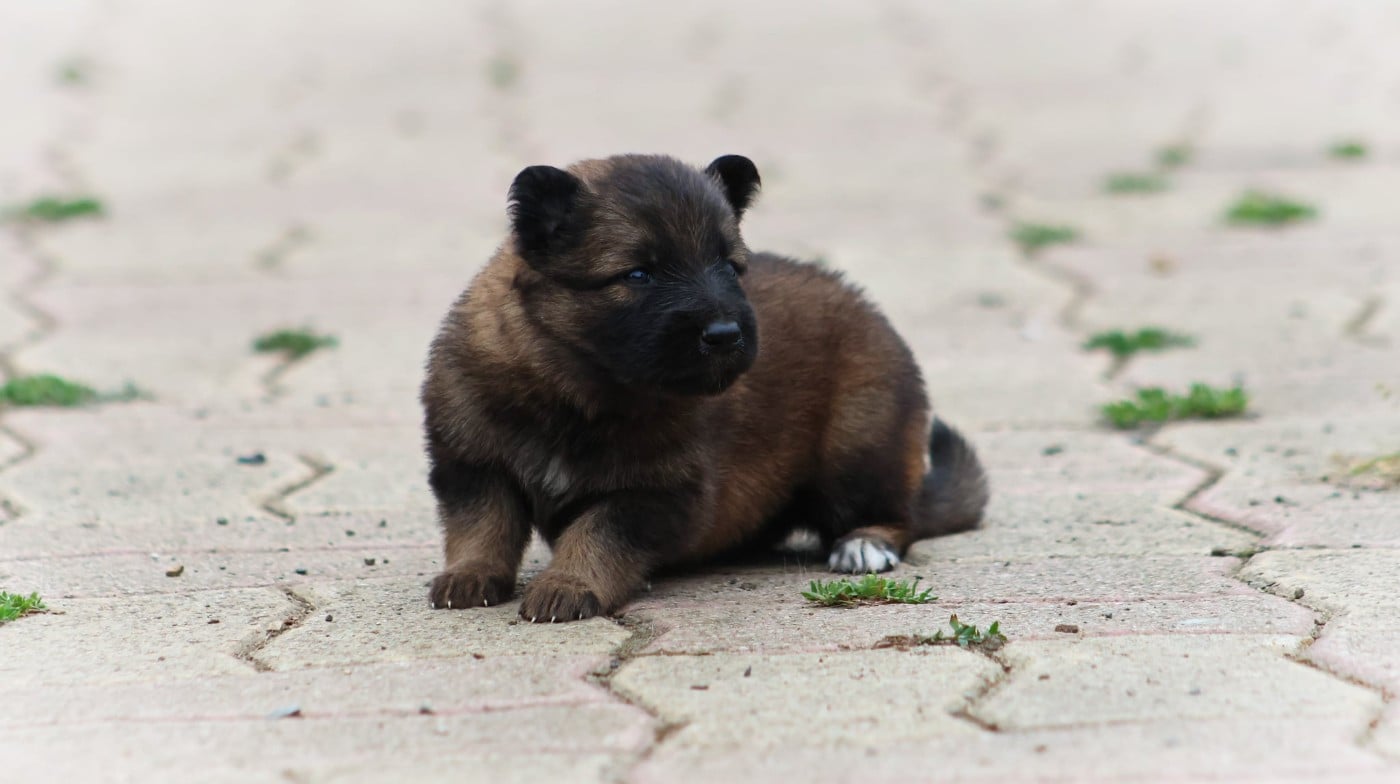 Chiot N°8