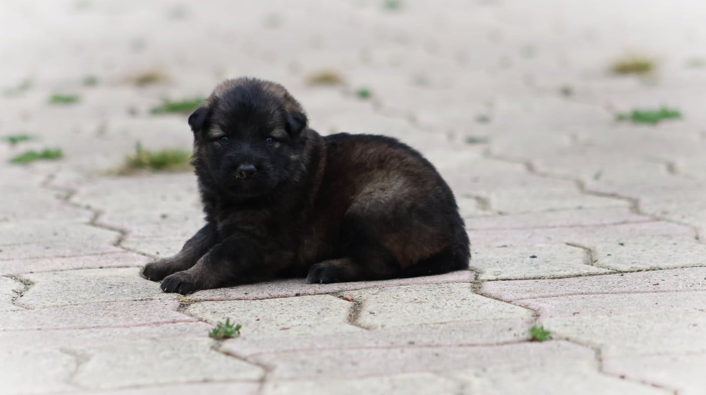 Chiot N°9