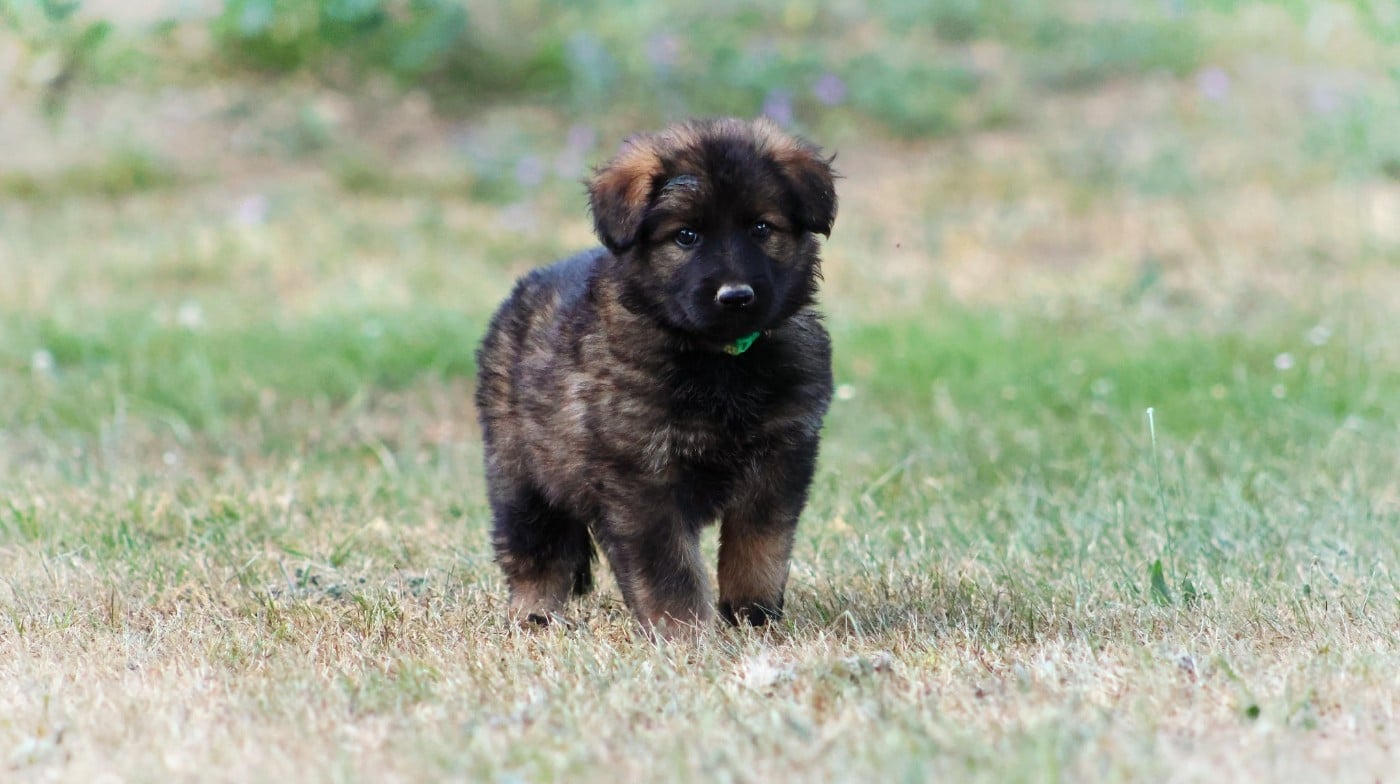 Chiot N°1