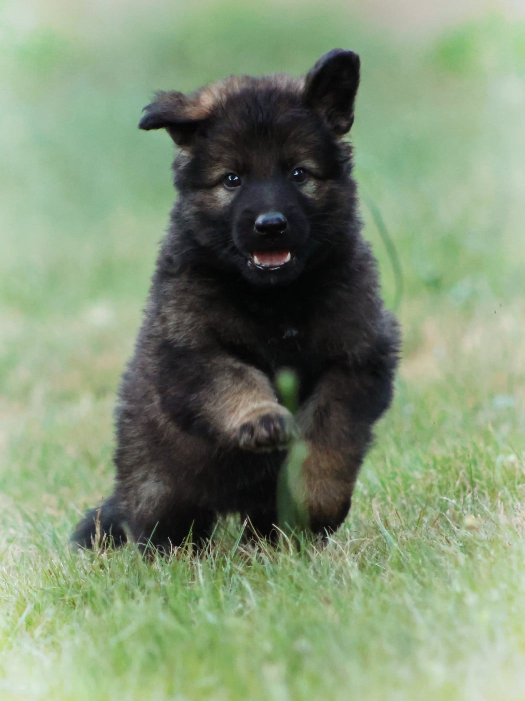 Chiot N°5