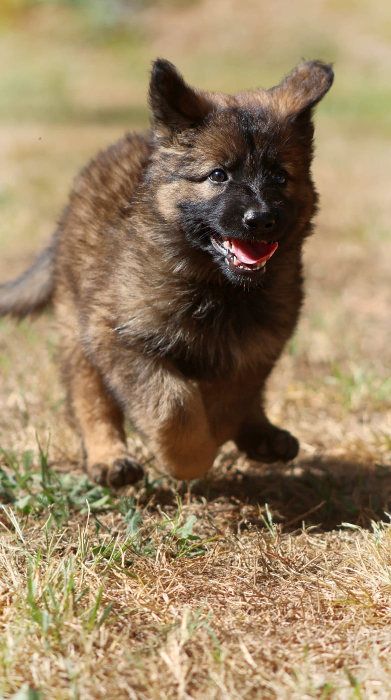 Chiot N°6