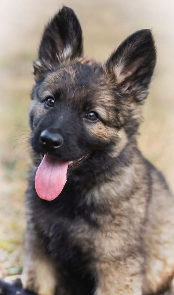 Chiot N°3