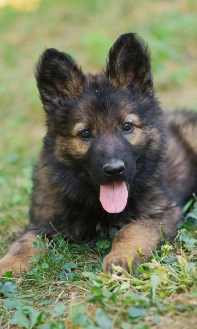 Chiot N°4