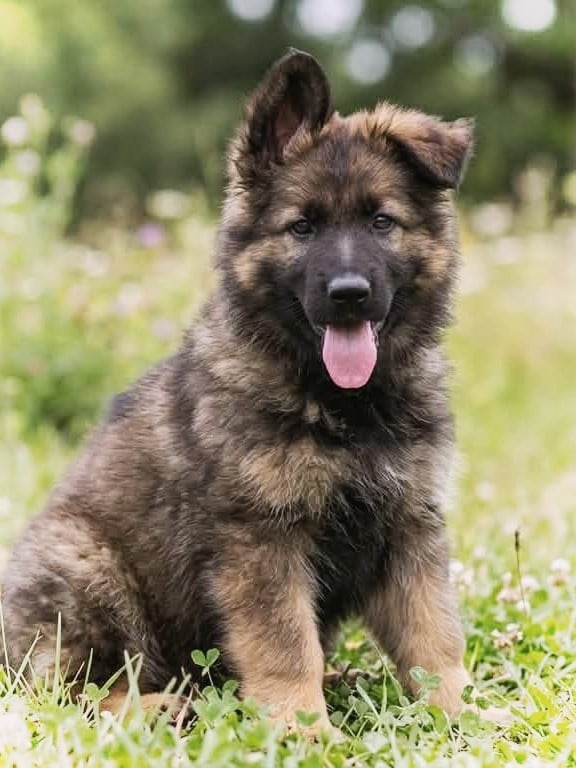 Chiot N°2