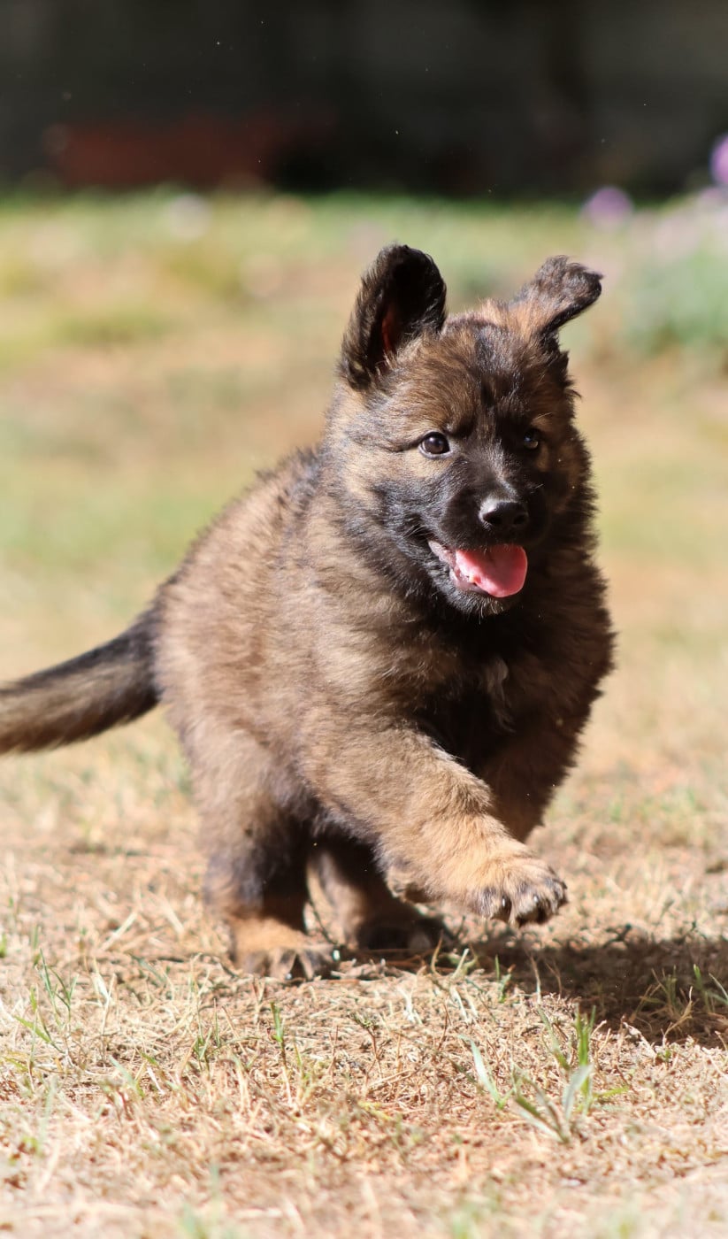 Chiot N°2