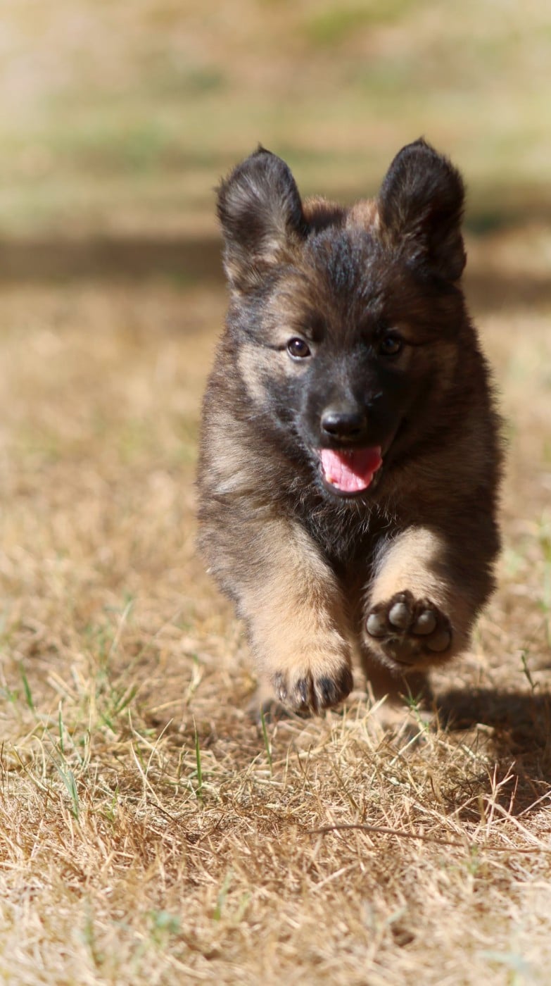 Chiot N°9