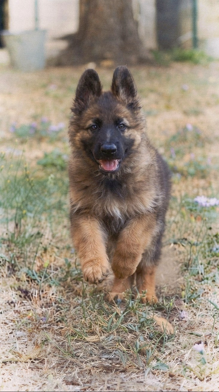 Chiot N°8