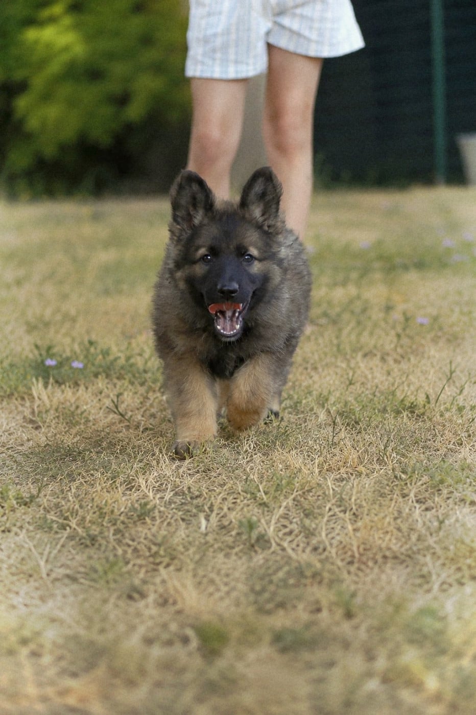 Chiot N°9