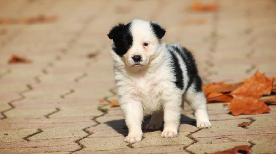 Les chiots de Border Collie