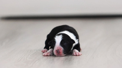Les chiots de Border Collie