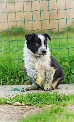 Les chiots de Border Collie