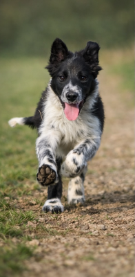 Les chiots de Border Collie